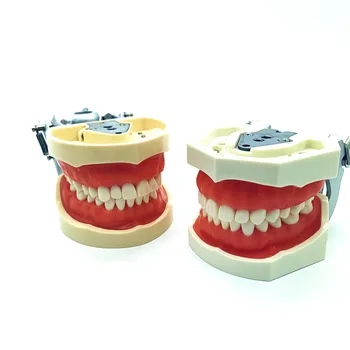 Paprastas Dantų phantom galva, išimami dantų modelio Silikono Kaukė 28pcs 32pcs Varžtas Ilgalaikio Dantų pakeitimo